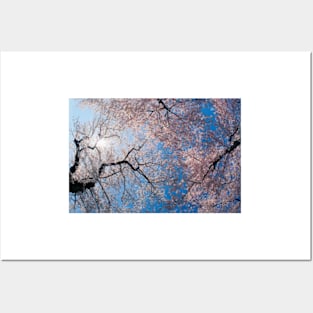 Low Angle View Of Cherry Blossom Trees Posters and Art